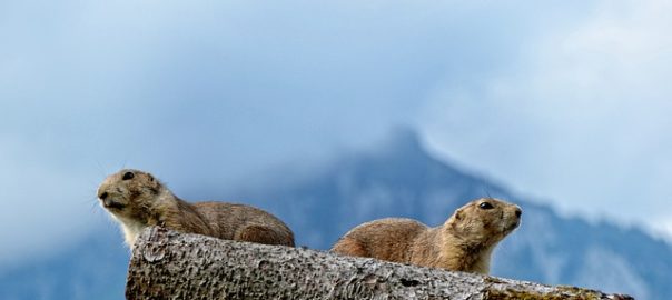 Murmeltiere Jahresrückblick